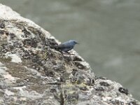 Monticola solitarius 12, Blauwe rotslijster, Saxifraga-Willem van Kruijsbergen