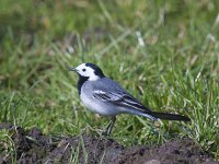 Motacilla alba 150, Witte kwikstaart, Saxifraga-Jan Nijendijk
