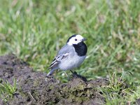 Motacilla alba 153, Witte kwikstaart, Saxifraga-Jan Nijendijk