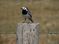 Motacilla alba 154, Witte kwikstaart, Saxifraga-Ed Stikvoort : weichselboom Kop van Schouwen Zutphen Beesd - Culemborg Breda