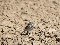 Motacilla alba 39, Witte kwikstaart, juvenile, Saxifraga-Theo Verstrael