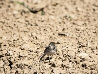 Motacilla alba 40, Witte kwikstaart, juvenile, Saxifraga-Theo Verstrael
