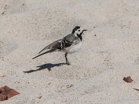 Motacilla alba 59, Witte kwikstaart, adult, Saxifraga-Theo Verstrael