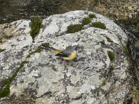 Motacilla cinerea 50, Grote gele kwikstaart, Saxifraga-Willem van Kruijsbergen
