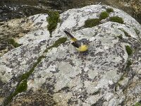 Motacilla cinerea 52, Grote gele kwikstaart, Saxifraga-Willem van Kruijsbergen