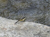 Motacilla cinerea 55, Grote gele kwikstaart, Saxifraga-Willem van Kruijsbergen