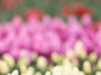 Motacilla flava 101, Gele kwikstaart, Saxifraga-Luc Hoogenstein