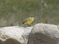 Motacilla flava 111, Gele kwikstaart, Saxifraga-Willem van Kruijsbergen