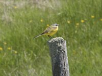 Motacilla flava 112, Gele kwikstaart, Saxifraga-Willem van Kruijsbergen