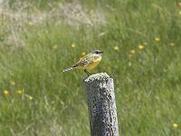 Motacilla flava 113, Gele kwikstaart, Saxifraga-Willem van Kruijsbergen