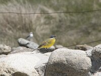 Motacilla flava 115, Gele kwikstaart, Saxifraga-Willem van Kruijsbergen