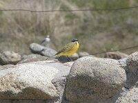 Motacilla flava 116, Gele kwikstaart, Saxifraga-Willem van Kruijsbergen