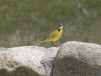Motacilla flava 117, Gele kwikstaart, Saxifraga-Willem van Kruijsbergen