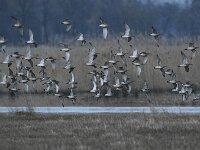 Numenius phaeopus 13, Regenwulp, Saxifraga-Tom Heijnen