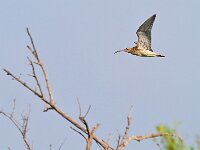 Numenius phaeopus 19, Regenwulp, Saxifraga-Tom Heijnen