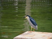 Nycticorax nycticorax 26, Kwak, adult, Saxifraga-Theo Verstrael