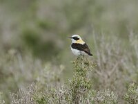 Oenanthe hispanica 5, Westelijke blonde tapuit, Saxifraga-Bart Heijne