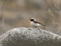 Oenanthe melanoleuca 10, Blonde tapuit, Saxifraga-Luc Hoogenstein