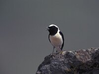 Oenanthe melanoleuca 9, Blonde tapuit, Saxifraga-Arie de Knijff