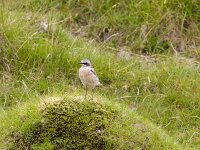 Oenanthe oenanthe 131, Tapuit, Saxifraga-Jan Nijendijk