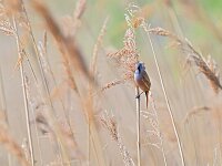 Panurus biarmicus 37, Baardman, Saxifraga-Tom Heijnen