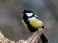 Parus major 149, Koolmees, Saxifraga-Bart Vastenhouw