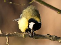 Parus major 156, Koolmees, Saxifraga-Bart Vastenhouw