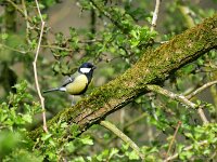Parus major 60, Koolmees, Saxifraga-Tom Heijnen