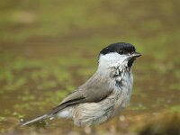 Parus palustris 78, Glanskop, Saxifraga-Jan Nijendijk