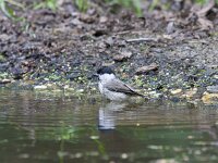Parus palustris 80, Glanskop, Saxifraga-Jan Nijendijk