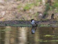 Parus palustris 82, Glanskop, Saxifraga-Jan Nijendijk