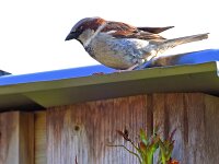 Passer domesticus 161, Huismus, Saxifraga-Tom Heijnen