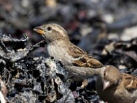 Passer domesticus 72, Huismus, Saxifraga-Bart Vastenhouw