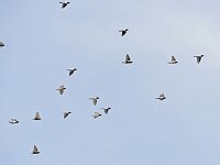 Pastor roseus, Rosy Starling