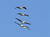 Pelecanus onocrotalus 42, Roze pelikaan, Saxifraga-Tom Heijnen