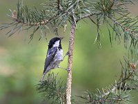 Periparus ater 22, Zwarte mees, Saxifraga-Luuk Vermeer