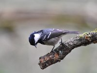 Periparus ater 24, Zwarte mees, Saxifraga-Luuk Vermeer