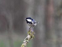 Periparus ater 38, Zwarte mees, Saxifraga-Luuk Vermeer