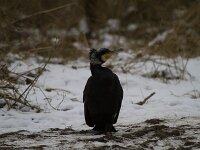 Phalacrocorax carbo 134, Aalscholver, Saxifraga-Jan Nijendijk