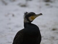 Phalacrocorax carbo 135, Aalscholver, Saxifraga-Jan Nijendijk