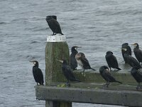 Phalacrocorax carbo 138, Aalscholver, Saxifraga-Jan Nijendijk