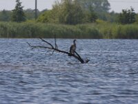 Phalacrocorax carbo 139, Aalscholver, Saxifraga-Jan Nijendijk