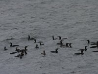 Phalacrocorax carbo 140, Aalscholver, Saxifraga-Jan Nijendijk