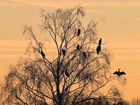 Phalacrocorax carbo 141, Aalscholver, Saxifraga-Tom Heijnen