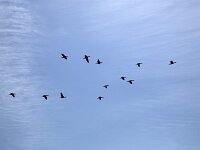 Great cormorants (Phalacrocorax carbo) between feeding water and colony  Great cormorants (Phalacrocorax carbo) between feeding water and colony : Phalacrocorax carbo, cormorant, great cormorant, fauna, wildlife, fishing bird, waterbird, bird, waterfowl, flying, black, blue sky