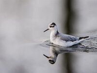 Phalaropus fulicarius 14, Rosse franjepoot, adult, winter plumage, Saxifraga-Theo Verstrael