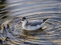 Phalaropus fulicarius 15, Rosse franjepoot, adult, winter plumage, Saxifraga-Theo Verstrael