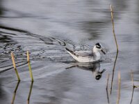 Phalaropus fulicarius 17, Rosse franjepoot, adult, winter plumage, Saxifraga-Theo Verstrael