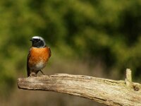 Phoenicurus phoenicurus 67, Gekraagde roodstaart, adult, male, Saxifraga-Theo Verstrael