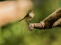 Phylloscopus collybita 16, Tjiftjaf, adult, male, Saxifraga-Theo Verstrael